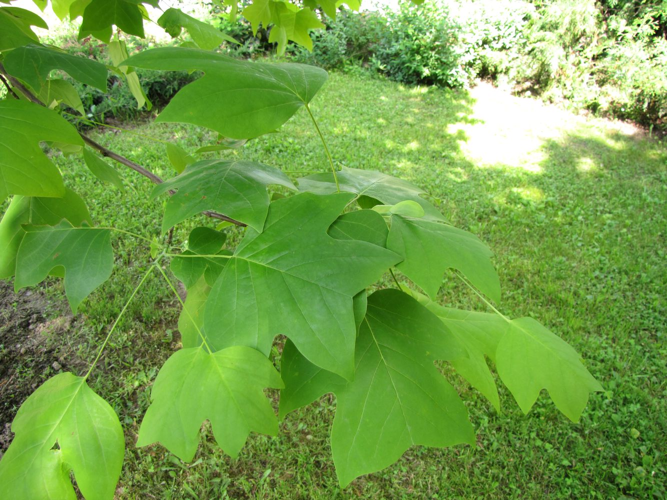 Image of Liriodendron tulipifera specimen.