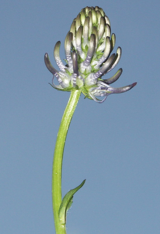 Изображение особи Phyteuma nigrum.