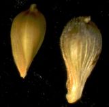 Carex lancibracteata