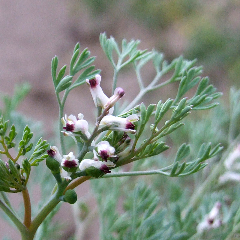 Image of Fumaria asepala specimen.