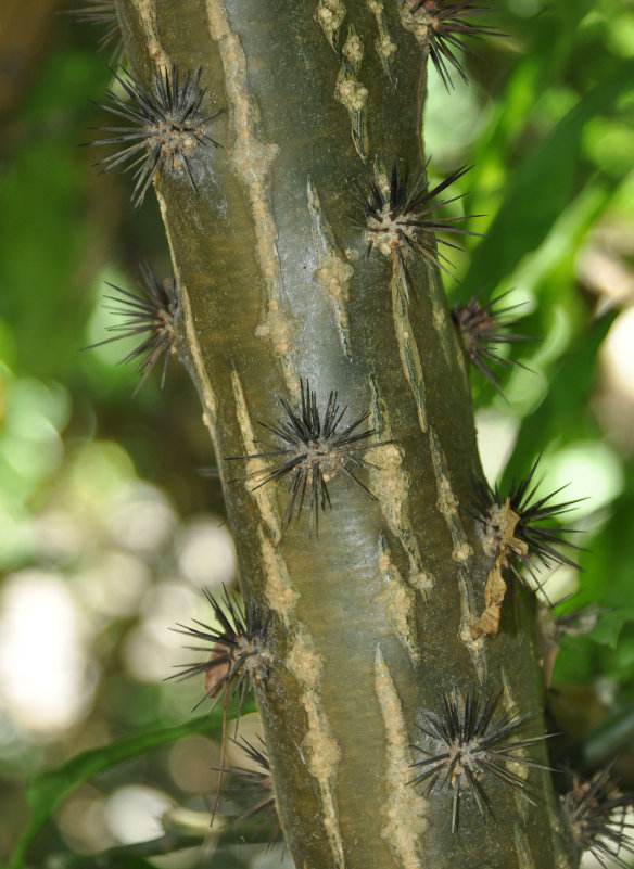 Image of Pereskia bleo specimen.