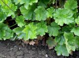 genus Heuchera