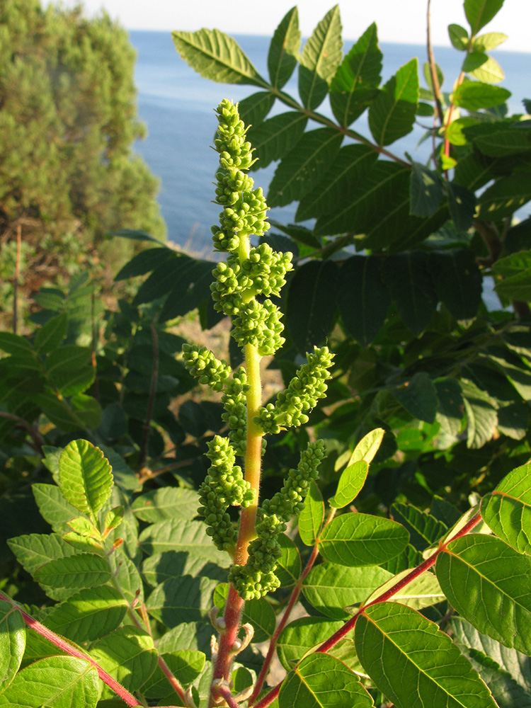 Image of Rhus coriaria specimen.