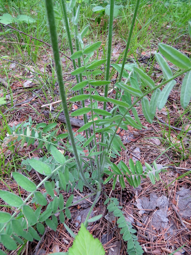 Изображение особи Oxytropis campanulata.