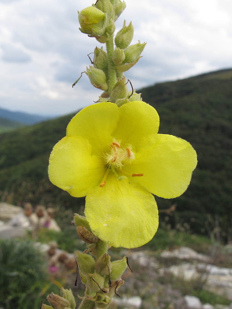 Изображение особи Verbascum phlomoides.