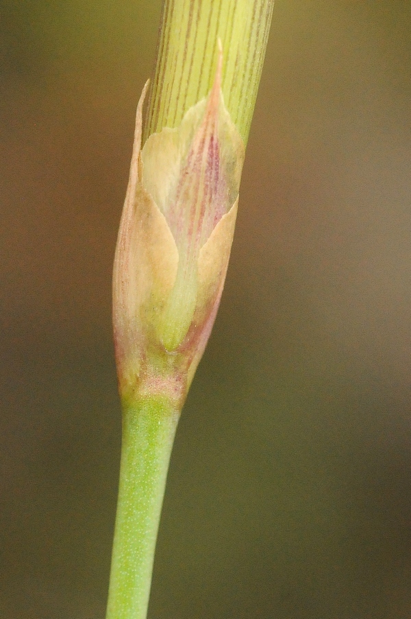 Image of Dianthus kuschakewiczii specimen.