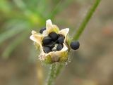 Spergula arvensis. Раскрывшийся плод с семенами. Костромская обл., Кадыйский р-н, окр. дер. Селище, песчаный плес на р. Немда. 15.09.2013.