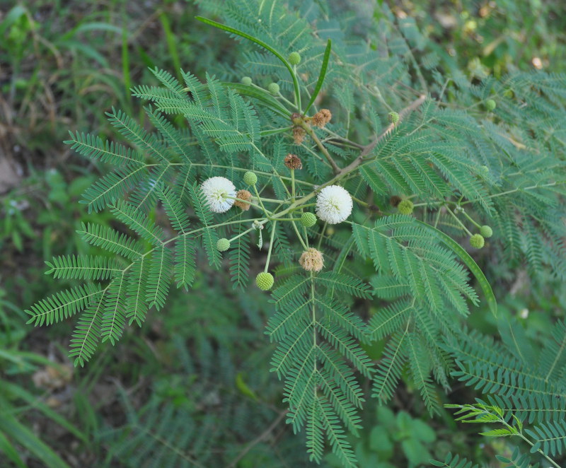 Изображение особи Leucaena leucocephala.