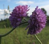 Knautia arvensis