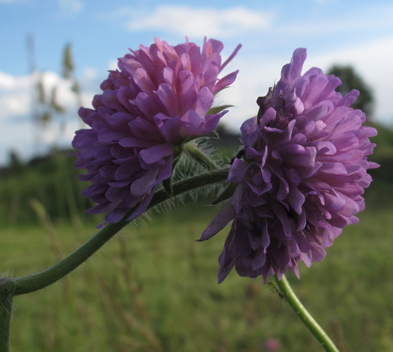 Image of Knautia arvensis specimen.