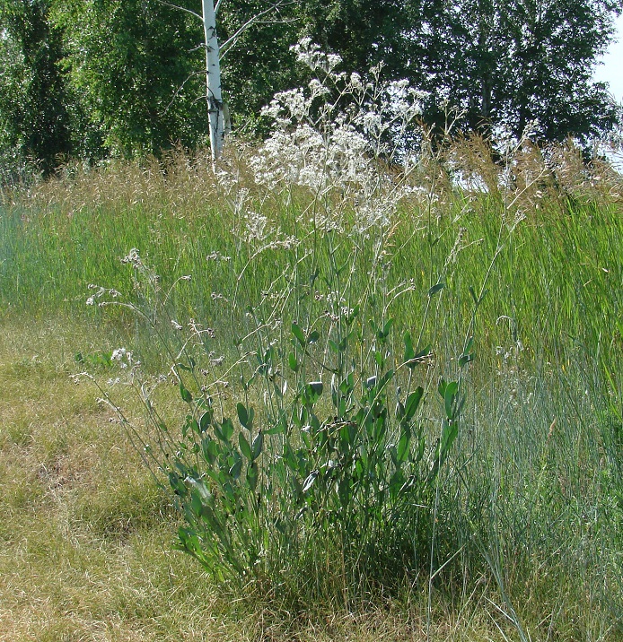 Image of Gypsophila altissima specimen.