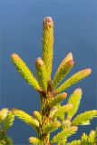 Picea obovata. Верхушка молодого растения. Карелия, Лоухский р-н, окр. пос. Чкаловский, берег Белого моря. 16.06.2013.