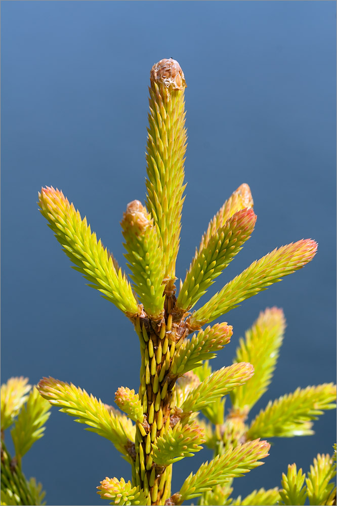 Изображение особи Picea obovata.