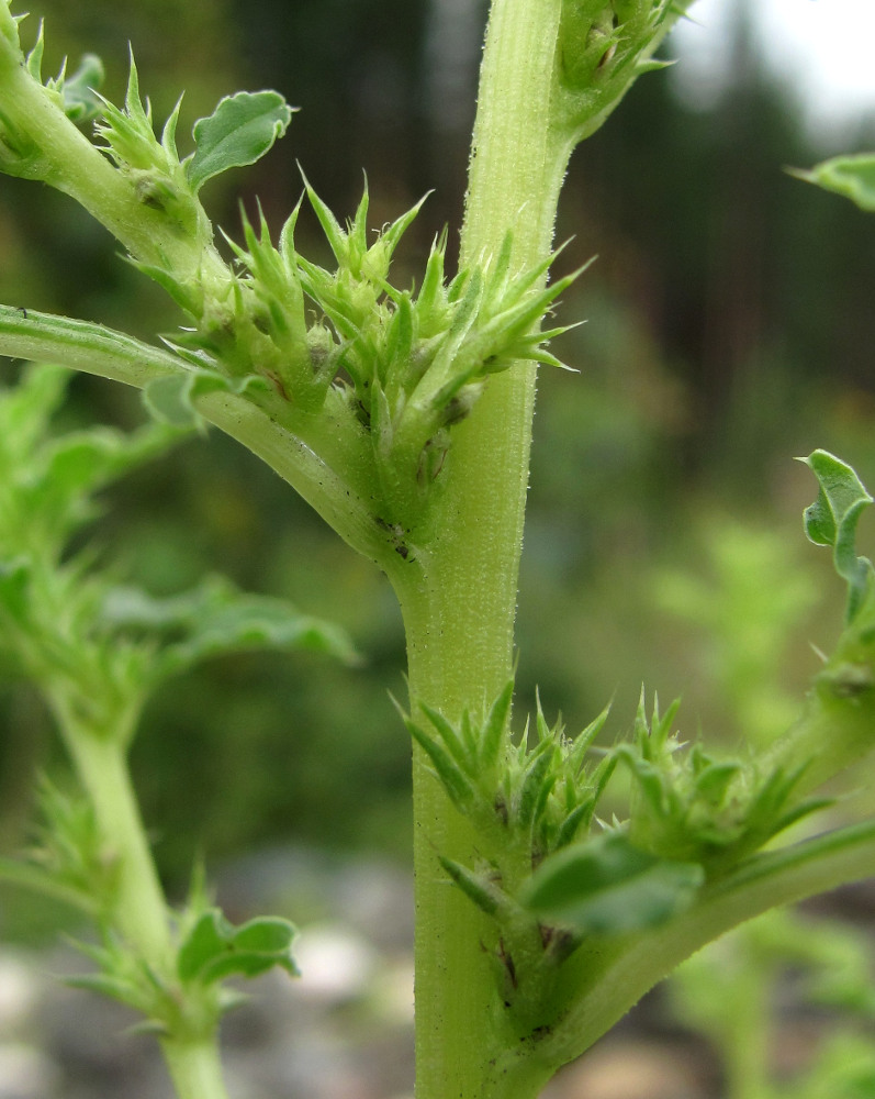 Image of Amaranthus albus specimen.