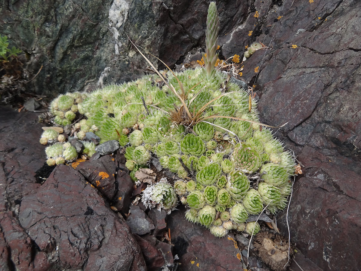 Image of Orostachys spinosa specimen.