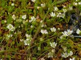 Stellaria humifusa