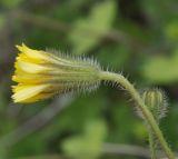 род Crepis. Соцветие. Греция, Халкидики, окр. с. Псакудия (Ψακούδια). 03.02.2014.