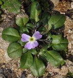 Malcolmia flexuosa