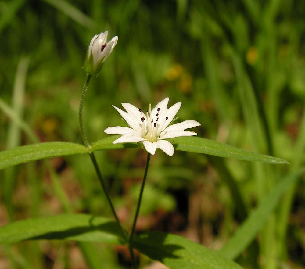 Изображение особи Pseudostellaria sylvatica.