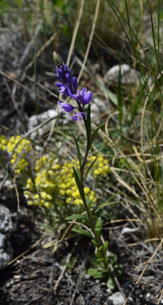 Image of Polygala wolfgangiana specimen.
