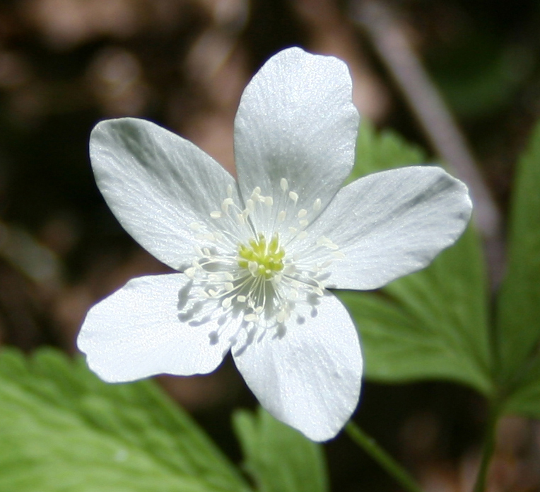 Image of Anemone umbrosa specimen.
