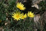 Tragopogon pusillus. Цветущее растение. Краснодарский край, окр. г. Новороссийск, хр. Маркотх, горная степь. 13.04.2014.