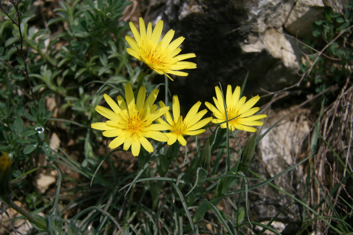 Изображение особи Tragopogon pusillus.