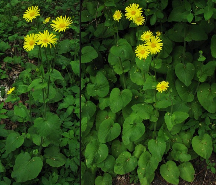 Image of Doronicum pardalianches specimen.