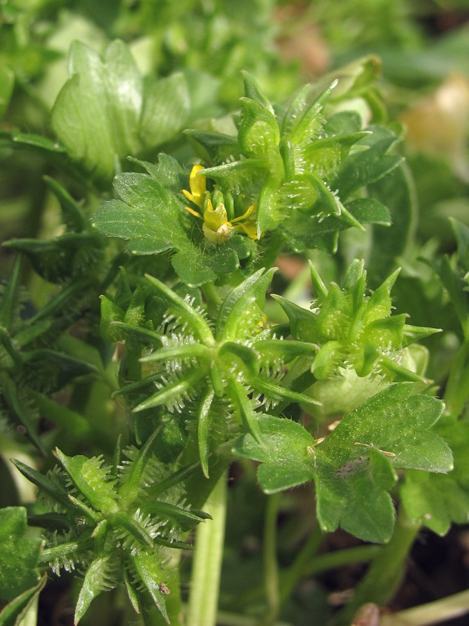 Изображение особи Ranunculus muricatus.