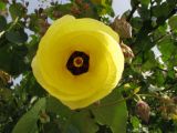 Thespesia populnea