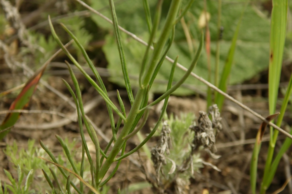 Image of Linaria macroura specimen.