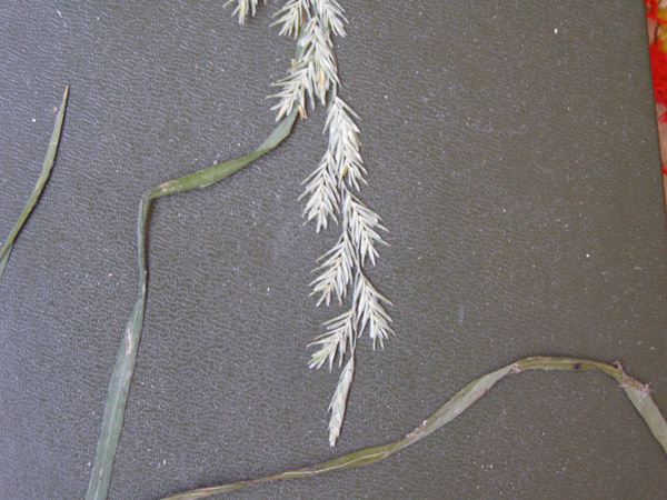 Image of Lolium perenne specimen.