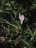 Vicia bithynica