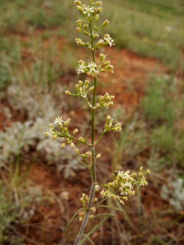 Изображение особи Silene wolgensis.