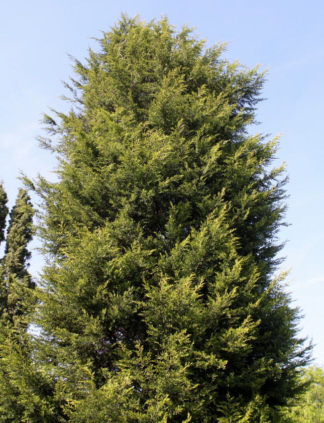 Изображение особи Cupressus &times; leylandii.