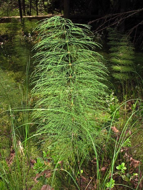 Изображение особи Equisetum sylvaticum.