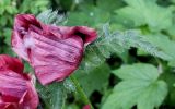 Papaver orientale. Цветок и листья ('Royal Chocolate Destinction'). Германия, г. Дюссельдорф, Ботанический сад университета. 02.06.2014.