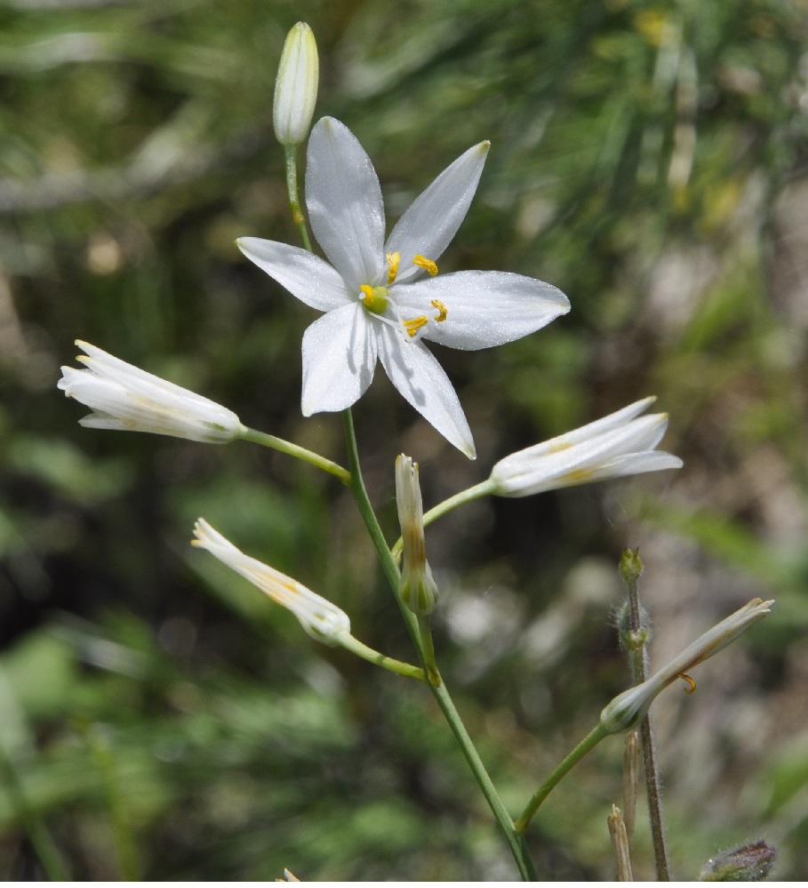 Image of Anthericum liliago specimen.