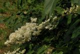 Syringa amurensis. Ветвь с соцветиями. Комсомольск-на-Амуре, в городском озеленении. 24.06.2014.