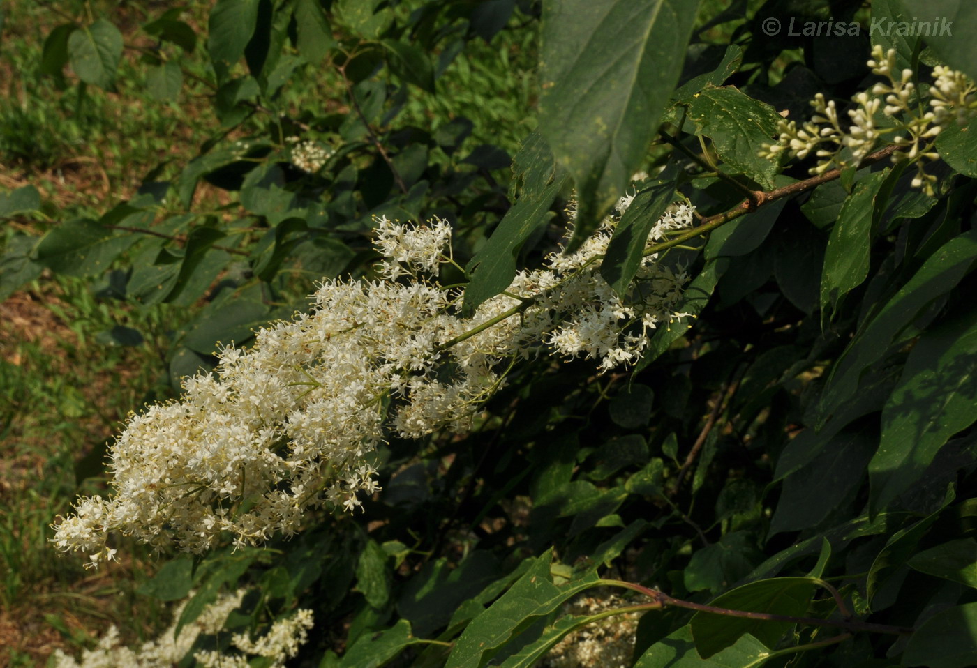 Image of Syringa amurensis specimen.