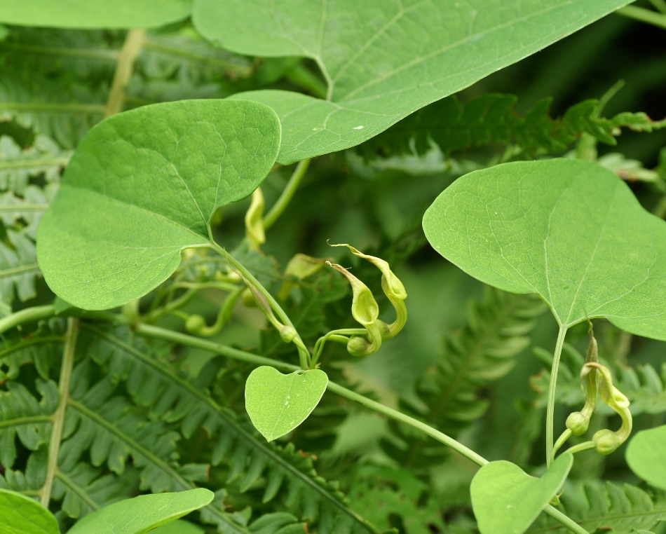 Изображение особи Aristolochia contorta.