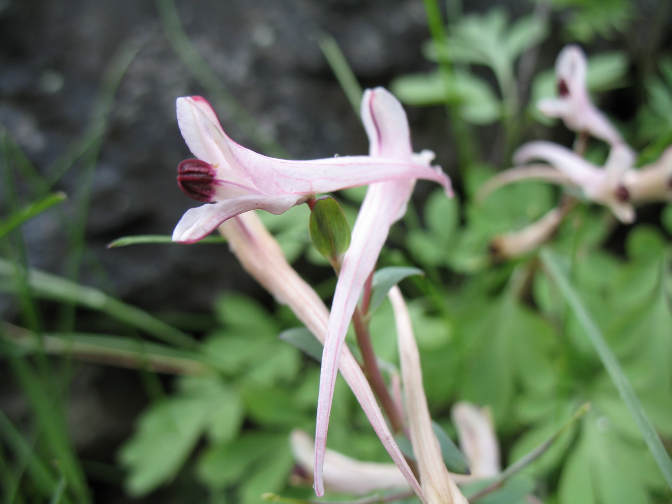 Изображение особи Corydalis schanginii.