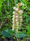 Dactylorhiza viridis