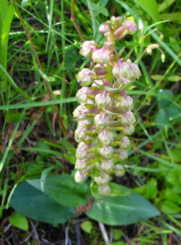 Image of Dactylorhiza viridis specimen.