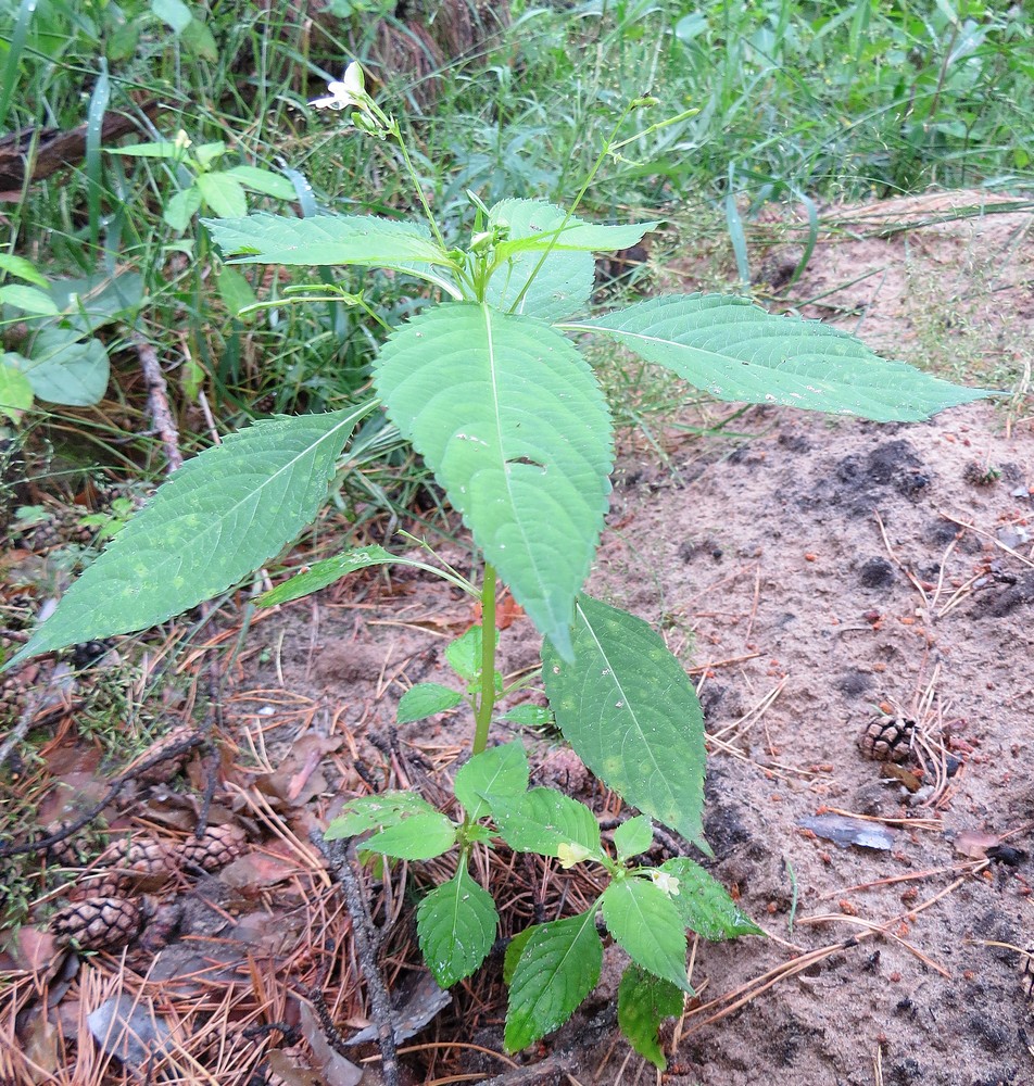 Изображение особи Impatiens parviflora.