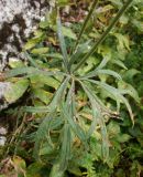 Delphinium fissum