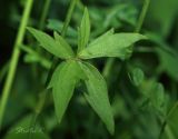 Ranunculus nemorosus. Средний лист с кормящейся тлёй. Молдова, Страшенский р-н, с. Каприяна, свежая грабовая дубрава. 25.05.2014.