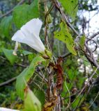 Calystegia sepium