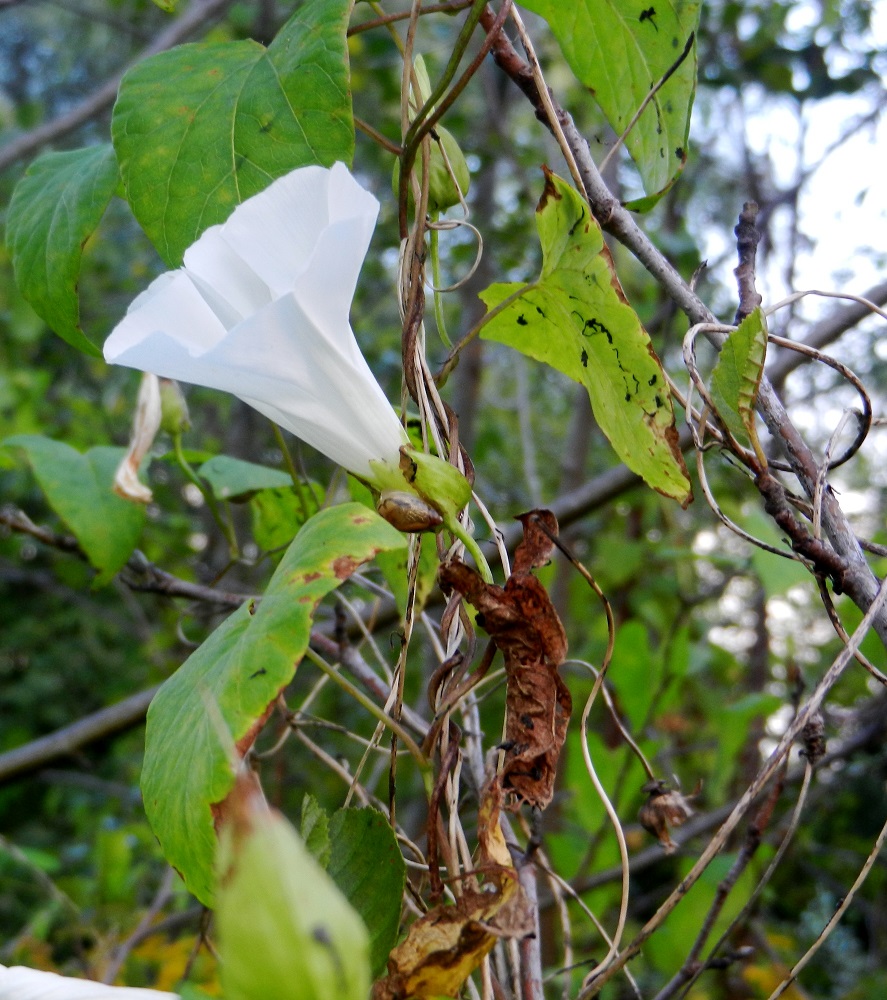 Image of Calystegia sepium specimen.