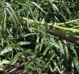 Sanguisorba tenuifolia